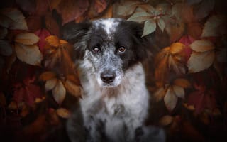Картинка Собака в листве