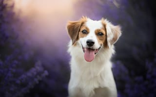 Картинка Собака показывает язык