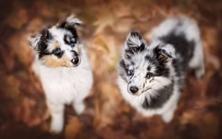 Картинка Два пятнистых щенка