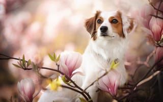 Картинка Собака с цветущей магнолией