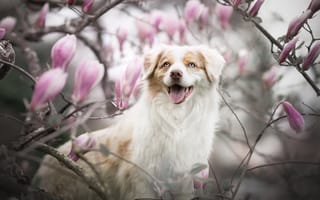 Картинка Собака и цветущая магнолия
