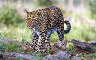 Картинка большая кошка, леопард, взгляд