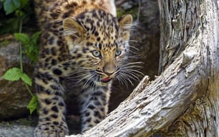 Картинка молодой леопард, хищник, животное