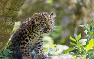 Обои молодой леопард, котенок, хищник