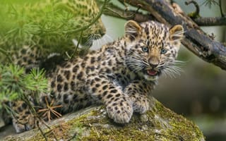Картинка лицо, молодой леопард, большая кошка