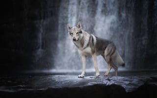 Картинка Волчья собака у водопада