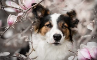 Обои Собака и цветы магнолии
