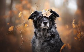 Картинка Собака и осенний листок