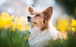 Картинка Собака и желтые нарциссы
