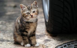 Картинка Котёнок позирует на дороге