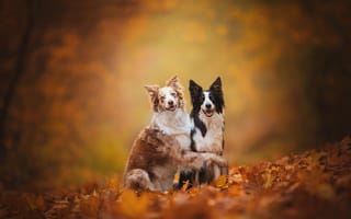 Картинка Бордер-колли, осень, собаки