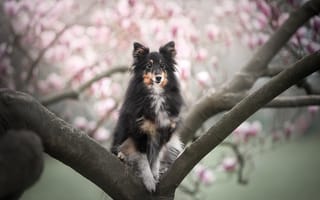 Картинка Собака на дереве