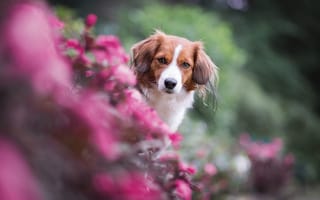 Картинка Собачка в розовых цветах