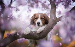 Картинка Собака возле цветущего дерева