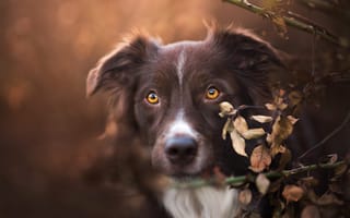 Картинка Коричневый пёс и такие же листья