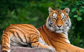 Картинка Красивый тигр обернулся на фотографа
