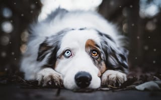 Картинка Разноглазый грустный пёс