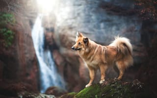 Картинка Собака у водопада