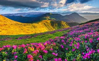 Картинка Розовые рододендроны в горах