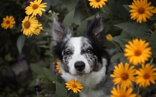 Картинка Собака в желтых цветах