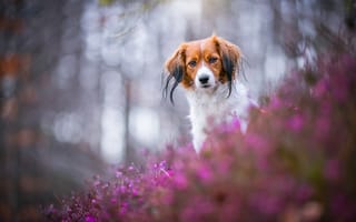 Картинка Рыжая собачка и розовый вереск