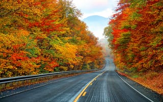 Картинка осень, дорога, листопад