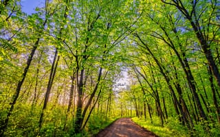 Картинка Грунтовая дорога в Сент-Круа Государственный парк, деревья, дорога