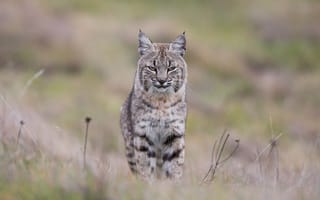 Обои Большая кошка - Lynx lynx