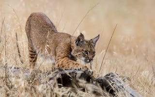 Обои хищник, Lynx lynx, большая кошка