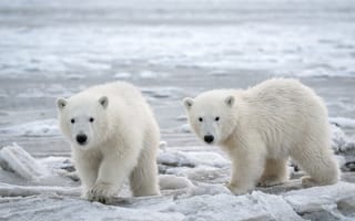Картинка Alaska, cold, Polar Bears, Arctic, Snow