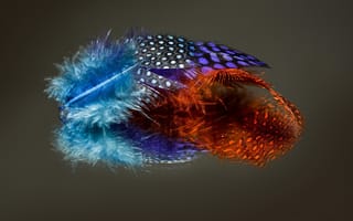 Картинка цвет, форма, перья