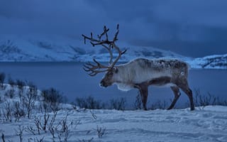 Картинка зима, Северный олень, рога, снег, Норвегия, олень