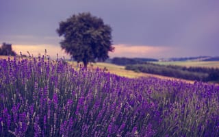 Картинка поле, цветы, дерево, Польша, лаванда