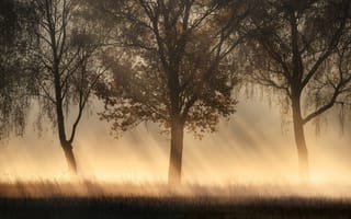 Картинка лучи, rays, Kai Hornung, trees, fog, туман, деревья
