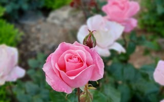 Картинка rose, garden, israel
