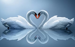 Картинка пара, отражение, сердце, белые лебеди