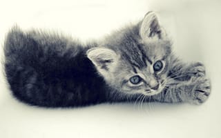 Картинка кот, кошка, котёнок, маленький, полосатик, серый