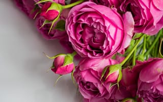 Картинка крупный план, розы, букет