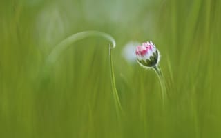 Картинка цветок, Anna Zuidema, flower, grass, трава