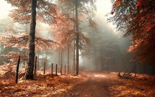 Обои дорога, туман, лес
