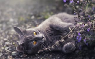 Картинка кошка, природа, цветы