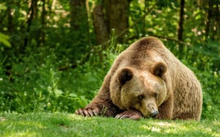 Картинка зелень, лес, поза, природа, морда, взгляд, поляна, лето
