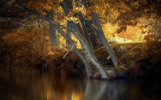 Обои осень, деревья, река