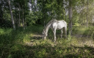 Картинка лето, природа, конь