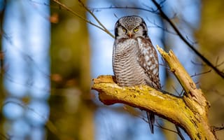 Картинка взгляд, ветки, боке, сук, сова, птица, природа
