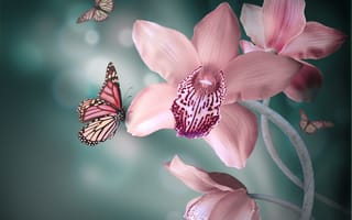 Картинка цветы, орхидея, бабочки, розовые