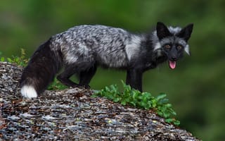 Картинка зелень, язык, взгляд, камни, поза, чернобурая, лиса, чернобурка