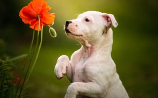 Картинка цветок, пёсик, Стаффордширский бультерьер, щенок, стойка, собака, мак, лапы