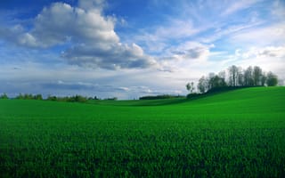 Картинка зелень, поле, облака, деревья, злаки, небо, синева, лето