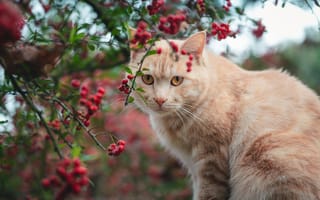 Картинка осень, кошка, портрет, ягоды, ветки, кот, морда, взгляд